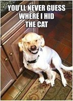 Gadget - Half Moon Bay: Retro Humour - Hid Cat (Magnete) -D- Half Moon Bay