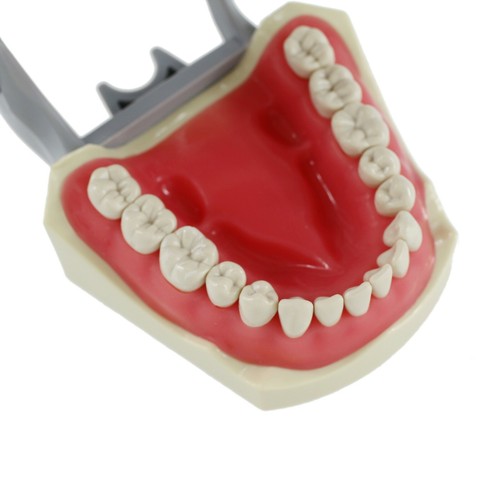 Columbia 860 Style Dental Typodont Model Licensing Exam 32 Pcs Removable Teeth - Picture 19 of 46
