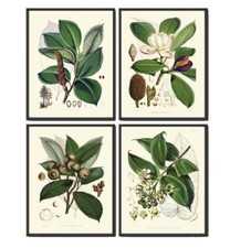 Hermoso conjunto de 4 impresiones de arte de pared botánico de magnolia hoja de árbol sin marco