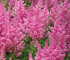 ASTILBE CHINESE Astilbe Chinensis - 125 Bulk Seeds