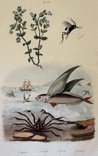 INCISIONE PESCE VOLANTE FLYING FISH EUFRASIA E. GUERIN 1839 ITTIOLOGIA PESCI