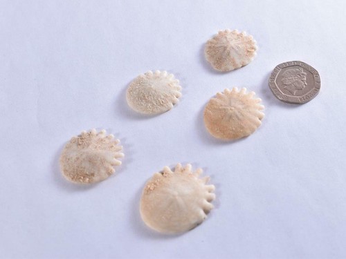 1x Premium Small Echinoid Fossil Sea Urchin Sand Dollar Heliophora - Pliocene - Picture 2 of 3