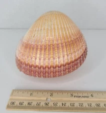 Cockle Shell-Purple Tinted 4" Long Clam Shells. Whole shell still together 