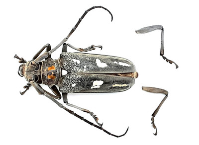 Cerambycidae, Batocera rubus lombokensis, female, A1-, 41 mm, Lombok, #CB321