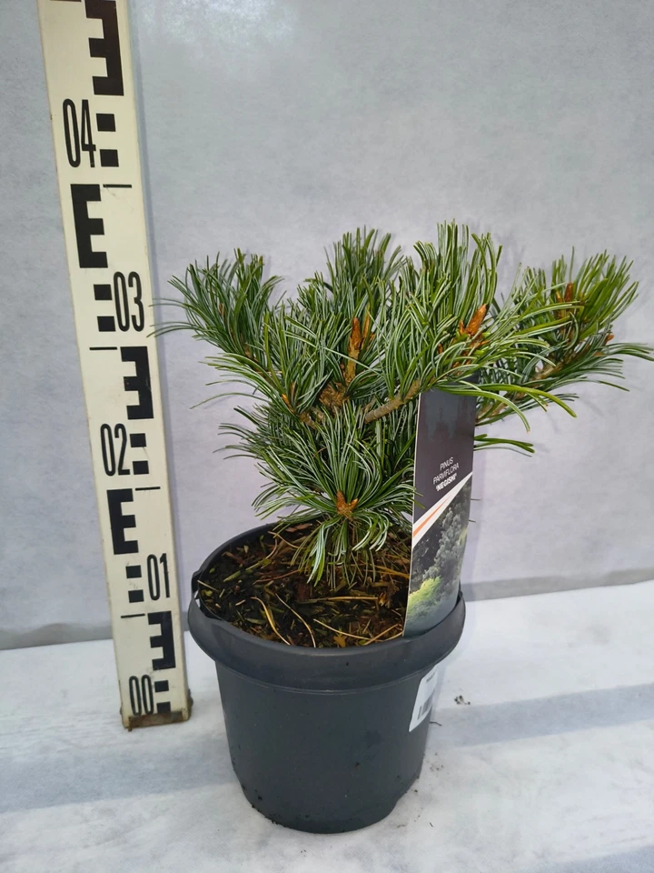 Pinus parviflora Negishi 35–45 cm Japanische Mädchenkiefer Bonsai winterhart - Bild 4 von 4