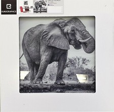 Eurographics Glasbild 30x30cm, DG-JAC1102, Standing Proud Elefant, Deco Glass