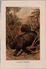 Antique Print 1893 Fauna Indian Rhinoceros Chromolithograph Original