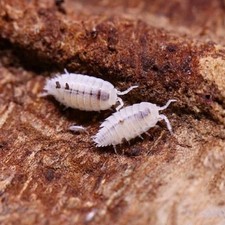 Dwarf White Isopods Trichorhina tomentosa - Clean-Up Crew- 50ct