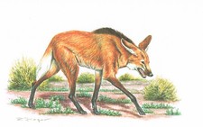 Wilk grzywny drapieżniki psy - obraz z nadrukiem artystycznym - 25,5 x 17,5 cm