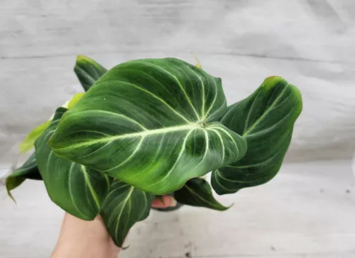 Philodendron zebra gloriosum live plant, Philodendron dark form gloriosum-4"pot
