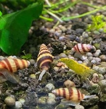 15 Baby Assassin Snails Freshwater Bred In USA Free Ship
