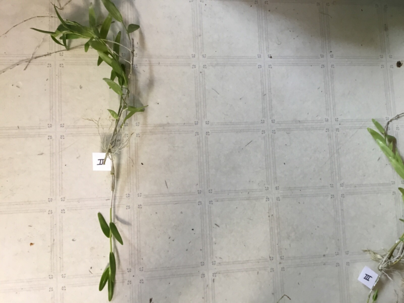orchids Dendrobium crumenatum - Picture 3 of 4