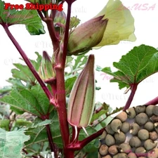 Hill Country Red Okra Seeds | NON-GMO | Vegetable Seeds | Seeds