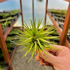 Montana Air Plant (Produces A BRIGHT Pink Bloom)
