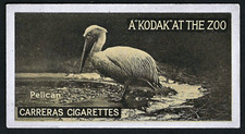 CARRERAS - A KODAK AT THE ZOO - #13 PELICAN