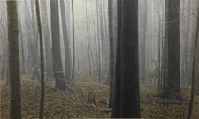 Robert BATEMAN Hardwood Forest White-tailed Buck LE Giclee Canvas art Deer 36x60