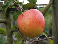 Apfelbaum `Pinova ®´, kleinbleibender Apfelbaum, 120-140cm im 10L Topf