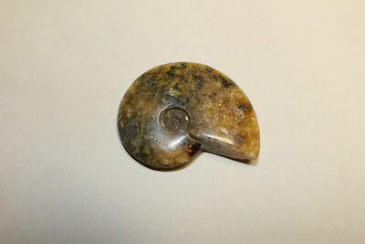 Ammonite Fossil Madagascar 2.75'' Polished AM5