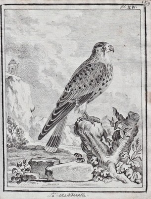 Turmfalke kestrel Faucon Falke falcon birds Vögel drawing Zeichnung dessin 1780