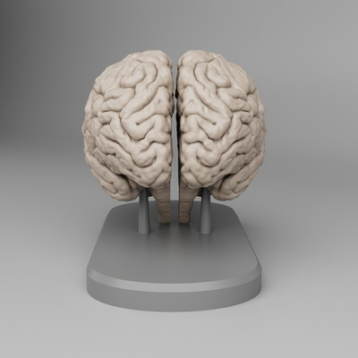 #ad #ad Brain Anatomy Cross Section with Magnets $35.00