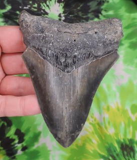 Megalodon Sharks Tooth 4 7/16" inch NO RESTORATIONS fossil sharks teeth tooth