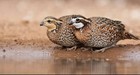 40 Mixed Bag Of Pheasant And Quail Hatching Eggs — photo 4