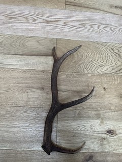 Red Deer Antler