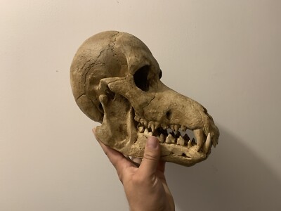 Trophée Crâne De Predator – Oddities – Cabinet De Curiosités – Accessoire Déco