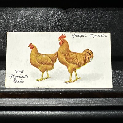 buff cigarette 1931 Player's Cigarettes Poultry #36 Buff Plymouth Rocks