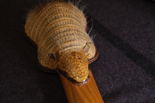Armadillo Charango South American oddity instrument. Read please. Antique - Picture 10 of 19