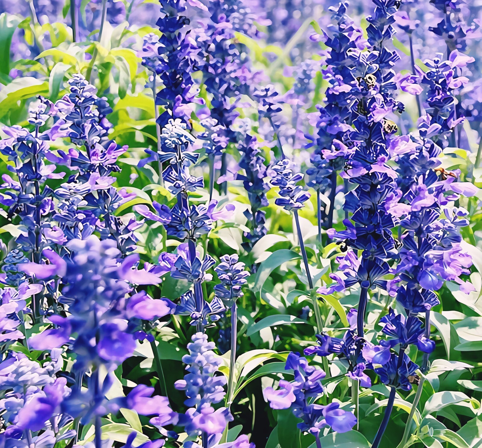 1000 ~ Hyssop Seeds, Bees & Butterflies, Blue-Violet. | eBay