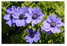 10 Anemone Mr. Fokker BLUE Spring/Summer Flowering Large Corms Perennial