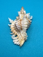 Chicoreus riverai Petuch & Berschauer ,2026 — 55.2mm Deep-Water Murex • Dry