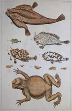 Albertus Seba 1734 - rane, pipistrello di mare, pesce bara - raro originale