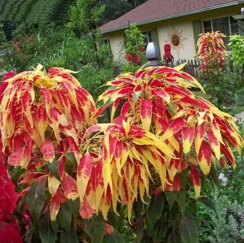 Amaranth Samen online kaufen | eBay.de