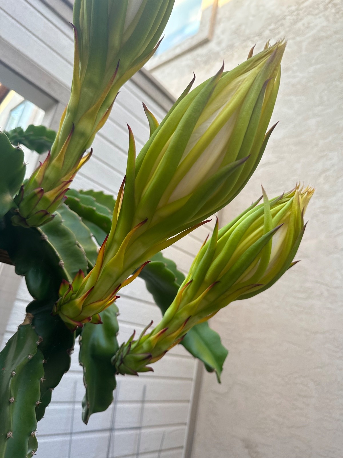 4 ct Dragon Fruit Cuttings 15-20 inches, Guaranteed Red Frui