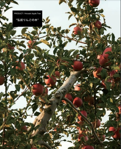 CHITOSE Clay figurine object (small size) Apple tree made in JAPAN CO101-2 - Picture 8 of 8