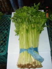 1000 Chinese Yellow Heart Celery seeds; Light Yellow Celery; 黃心芹菜; Rau can tau 