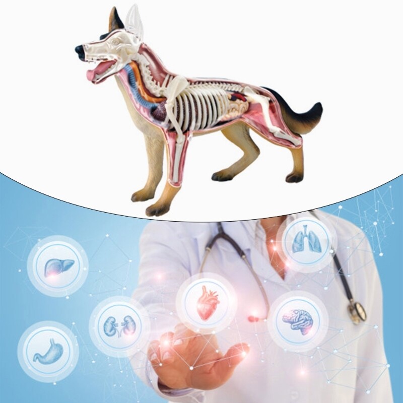 Realistic Dog Organ Anatomy Model Educational Model with