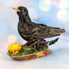 O26a Starling Bird Taxidermy Display specimen Oddity Curiosity Décor collectible