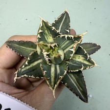 Sale Rare Cacti plant Agave titanota werewolf Variegate WYSIWYG Boutique Garden