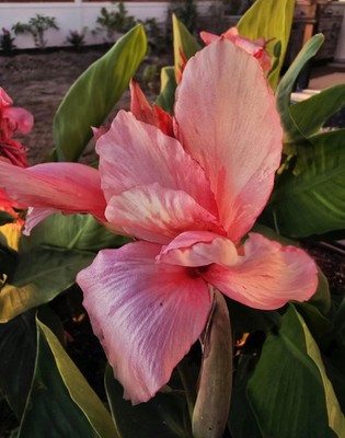 Canna Lily Chinese Coral Rhizomes: Multicolored Blooms - 5-Rhizomes