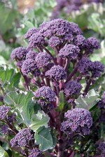 Purple Sprouting Broccoli Plug Plants "Grow Your Own" **LETTERBOX FRIENDLY**