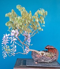 bogenhanf temperatur Sansevieria Moonshine (Bogenhanf)