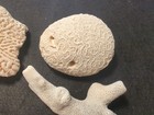 Group Of Fossils W/Brain Coral 5 Pieces Total Beach Aquarium — photo 5