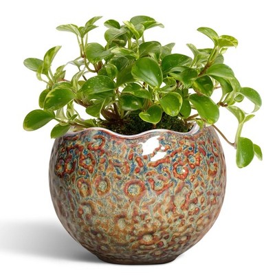 4-Inch Ceramic Plant Pots with Drainage Hole - Succulent Pots for Indoor/Outdoor