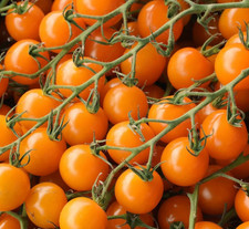 ORANGE CHERRY TOMATO SEEDS 100+  garden VEGETABLE lycopersicon ESCULENTUM