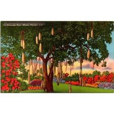 Sausage Tree Miami FL Postcard Parrot Jungle Tichnor Unused Linen Era