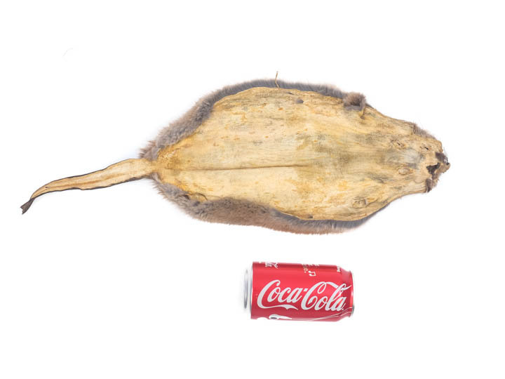 Real Muskrat Skin with Tail Tanned (308WT) Q2 eBay
