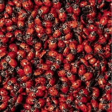 1500 Fresh Ladybugs Live Delivery Guarantee Organic Pest Control Pet Safe